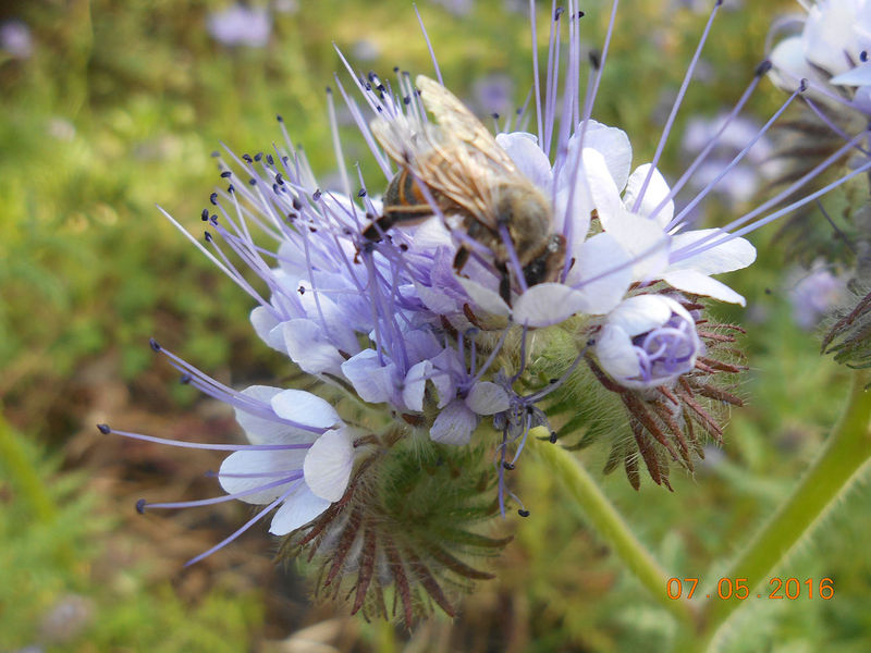 La ruche Trobas Vieilbuc